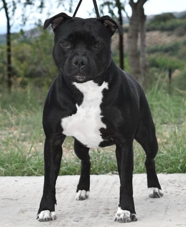 Staffordshire bull terrier pedigree enci fci grecalestaffs sicilia allevamento campionessa italiana