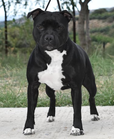 Staffordshire bull terrier pedigree enci fci grecalestaffs sicilia allevamento campionessa italiana