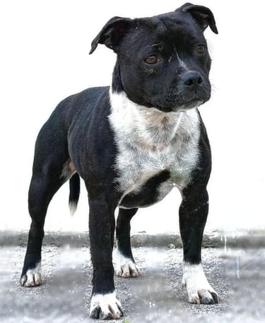 Staffordshire bull terrier pedigree enci fci grecalestaffs allevamento