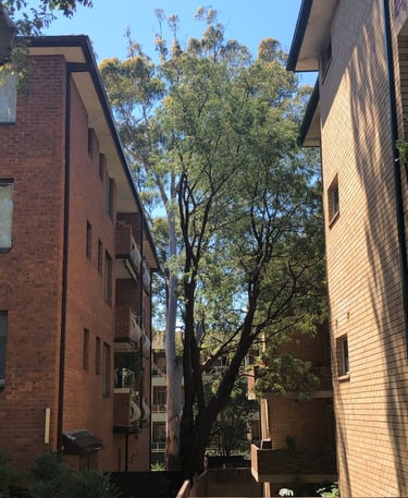 Image of large trees effectively growing between many building units.