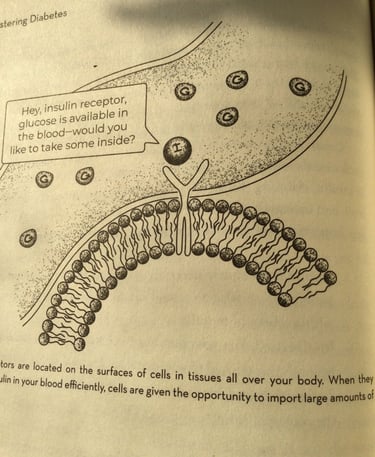 一个胰岛素的受体位于细胞表面。