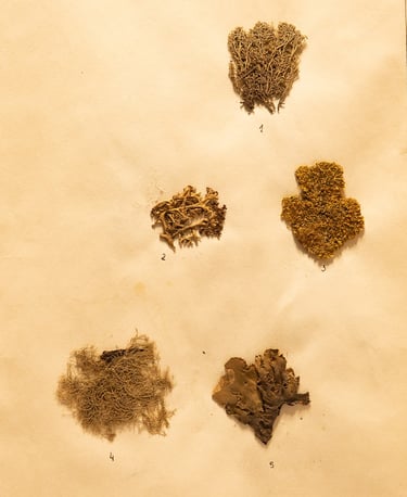 džiovintos samanos herbariume