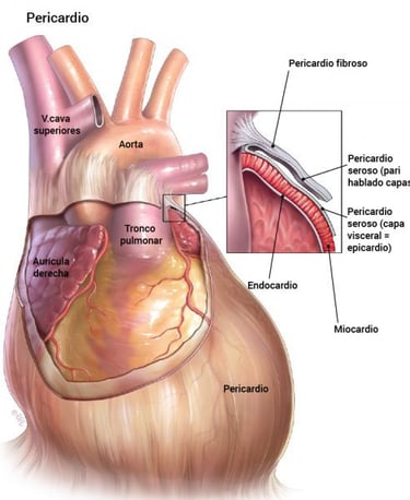 Description détaillée pèricarde