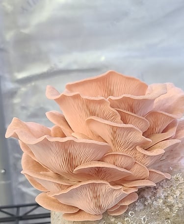 Cluster of vibrant pink oyster mushrooms growing inside a home grow tent from a beginner kit.