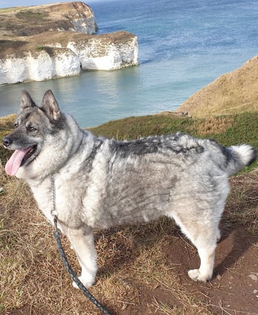 Norwegian Elkhound