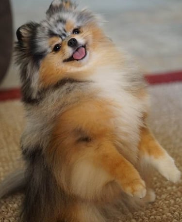 pomerania en venta buenos aires