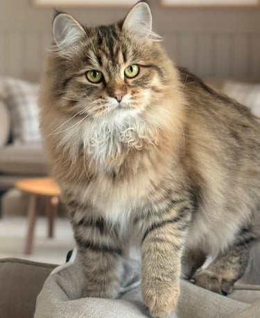 Sibirkatt fra NO*Rødrev oppdrett av Sibirkatt