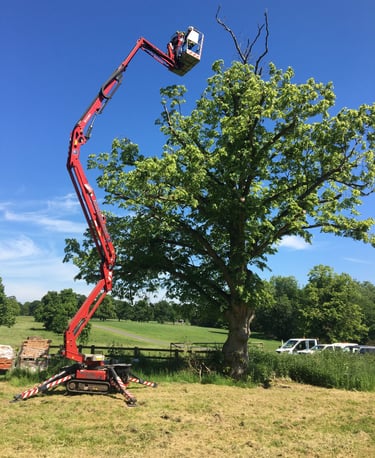 MEWP aerial pruning