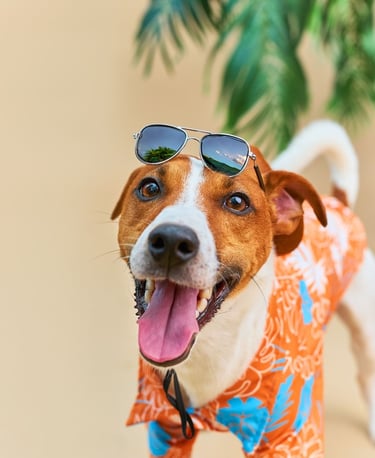 Jack Russell Terrier con una camisa hawaiana naranja de estilo tropical y gafas de sol