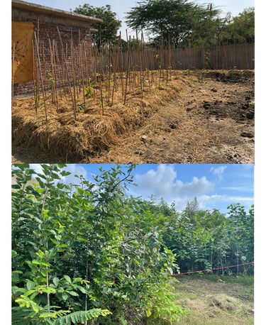 Miyawaki Forest Before-after image in Udaipur