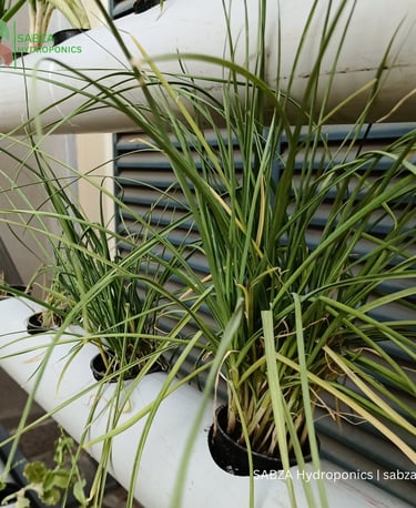 Hydroponic growing system