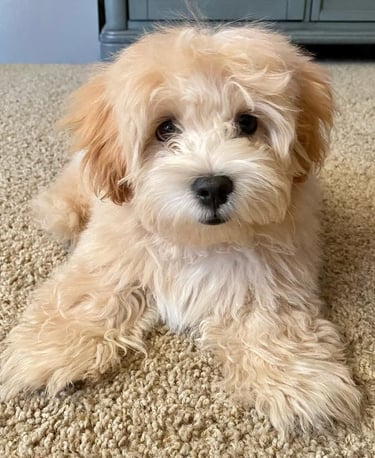 TEACUP-TOY MALTIPOO PUPPIES FOR SALE