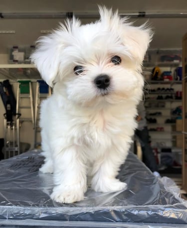 Maltipoo Puppy for Sale