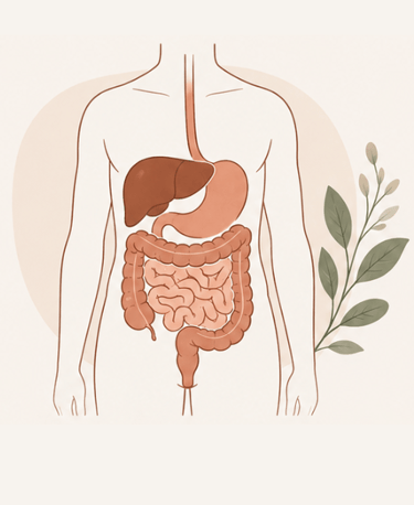 Anatomical illustration of the human digestive system including the stomach, liver, and intestines.