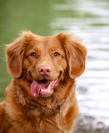 dogAdvisor | dog Advisor | dogadvisor.dog | dog Advisor