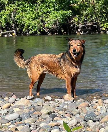 dog in river
