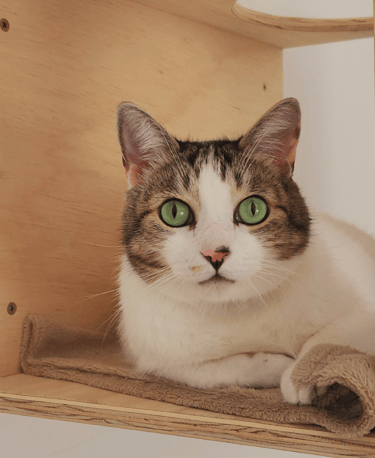 Um gato deitado em um nicho localizado em um quarto