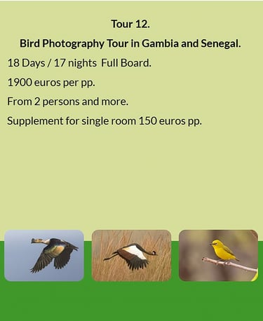 Flyer Tour 12 – 18-day bird photography Gambia & Senegal tour, full board, price from €1900 per pers