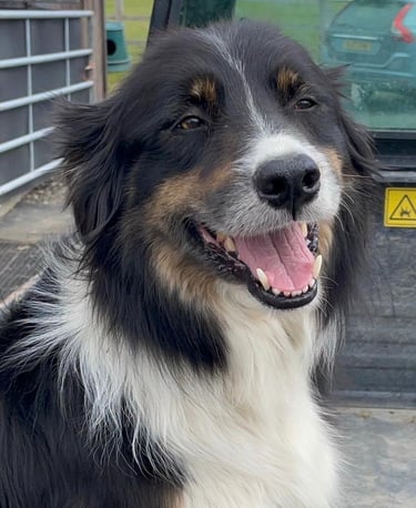 A black and white border collie dog