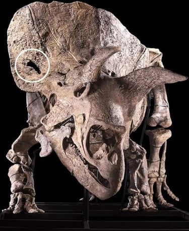 a dinosaur skullet with a skullet and a skull