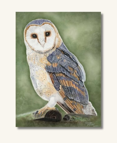 Completed barn owl portrait created in soft pastel, capturing the bird's beauty, character and natur