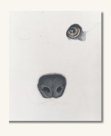 Minimalist dog portrait artwork focusing on expressive eyes and fine pastel detail.