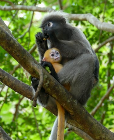 Les Langurs, singes à lunettes, Chumphon