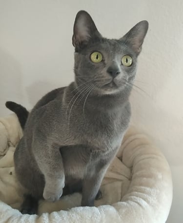 Gato Korat Macho