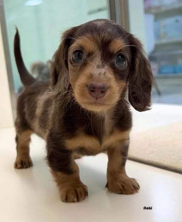 #sachichacachorrosespana