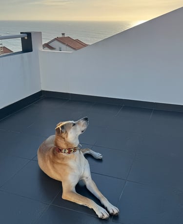Rescue dog on a rooftop terrace overlooking the Atlantic Ocean on Portugal's Silver Coast