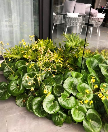 Ripponlea Landscape garden bed design