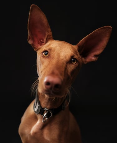 a dog is looking at the camera and a dog is looking at the camera podenco
