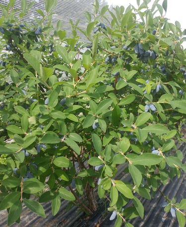 Plant de camerise sous filet protecteur (variété Aurora)