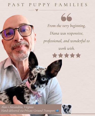 Petite Pups Reviews - Luxury Chihuahua Puppies - PetitePups.com