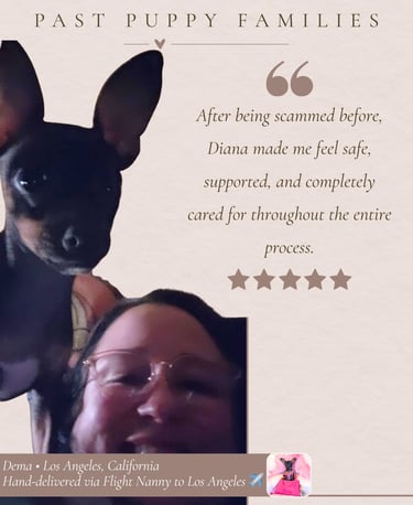 Petite Pups Reviews - Luxury Chihuahua Puppies - PetitePups.com