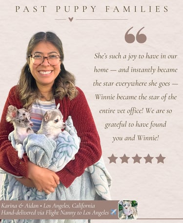 Petite Pups Reviews - Luxury Chihuahua Puppies - PetitePups.com