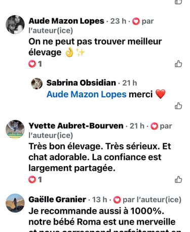 avis chatterie Obsidian cats