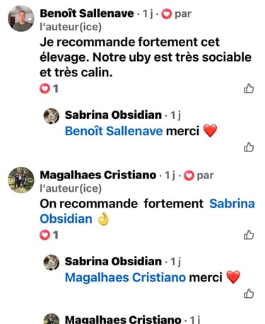 avis chatterie Obsidian cats