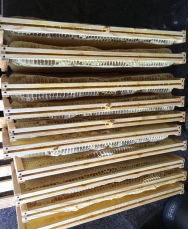frames of honey ready for extraction