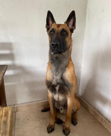 Belgischer Schäferhund