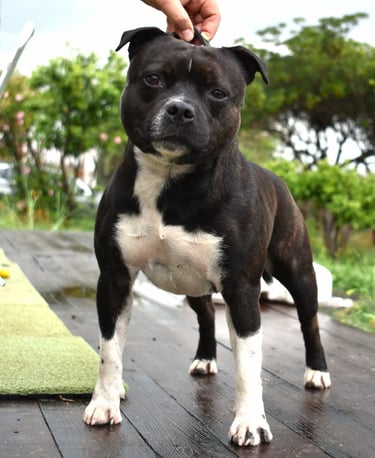 Staffordshire bull terrier pedigree enci fci grecalestaffs sicilia allevamento