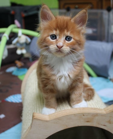 a kitten sitting on a cat bed with a cat on it's back