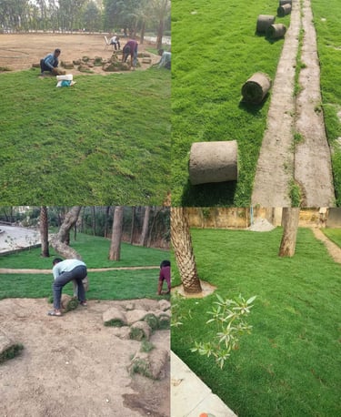 Lawn Grass Suppliers Kadiyam