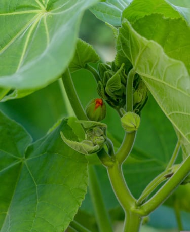 Naturopathie