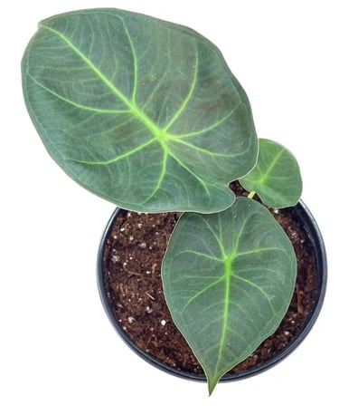 Alocasia Regal Shield elephant’s ear in nursery pot, ideal for chunky aroid soil mix