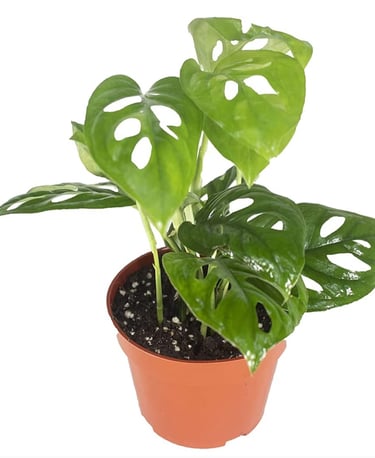 Monstera adansonii planted in well-draining chunky aroid soil mix for climbing indoor growth.