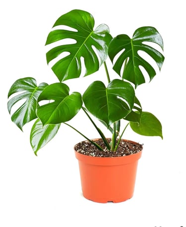 Monstera deliciosa growing in chunky aroid soil mix with moss pole support for healthy indoor growth