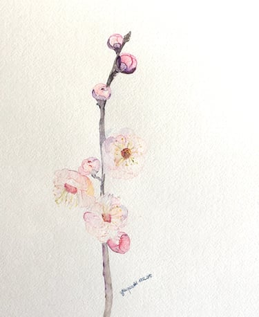 Sakura Japanese Cherry Blossom Watercolor Painting by Weronika Kacperski