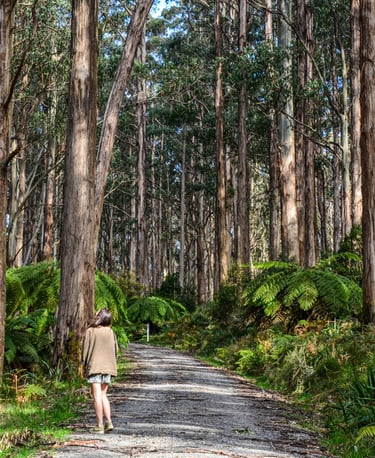 Explore Melbourne - hiking in the Yarra Valley
