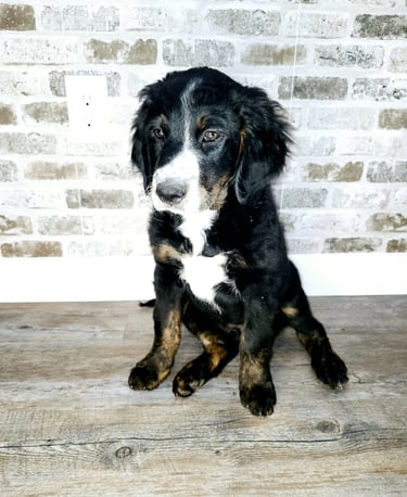 Unfurnished Tri-Color Bernedoodle